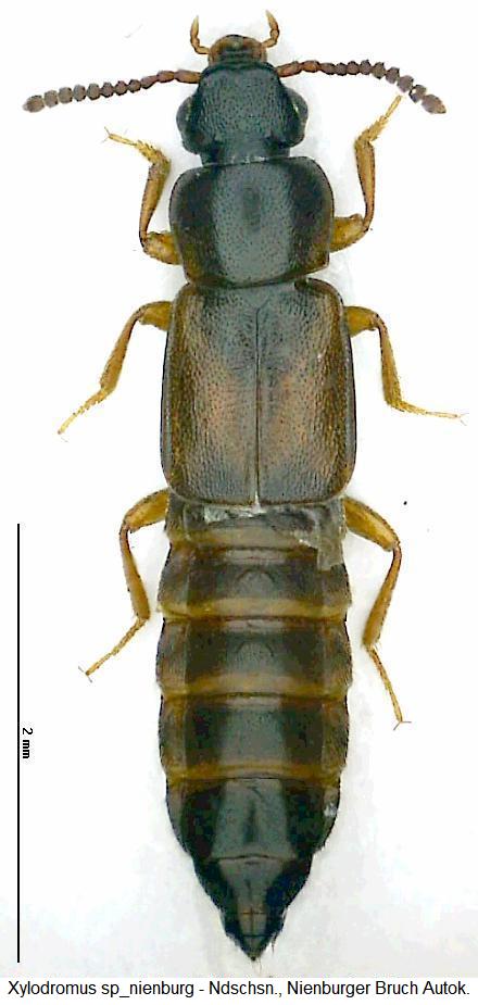 xylodromus_sp_nienburg_hab.jpg