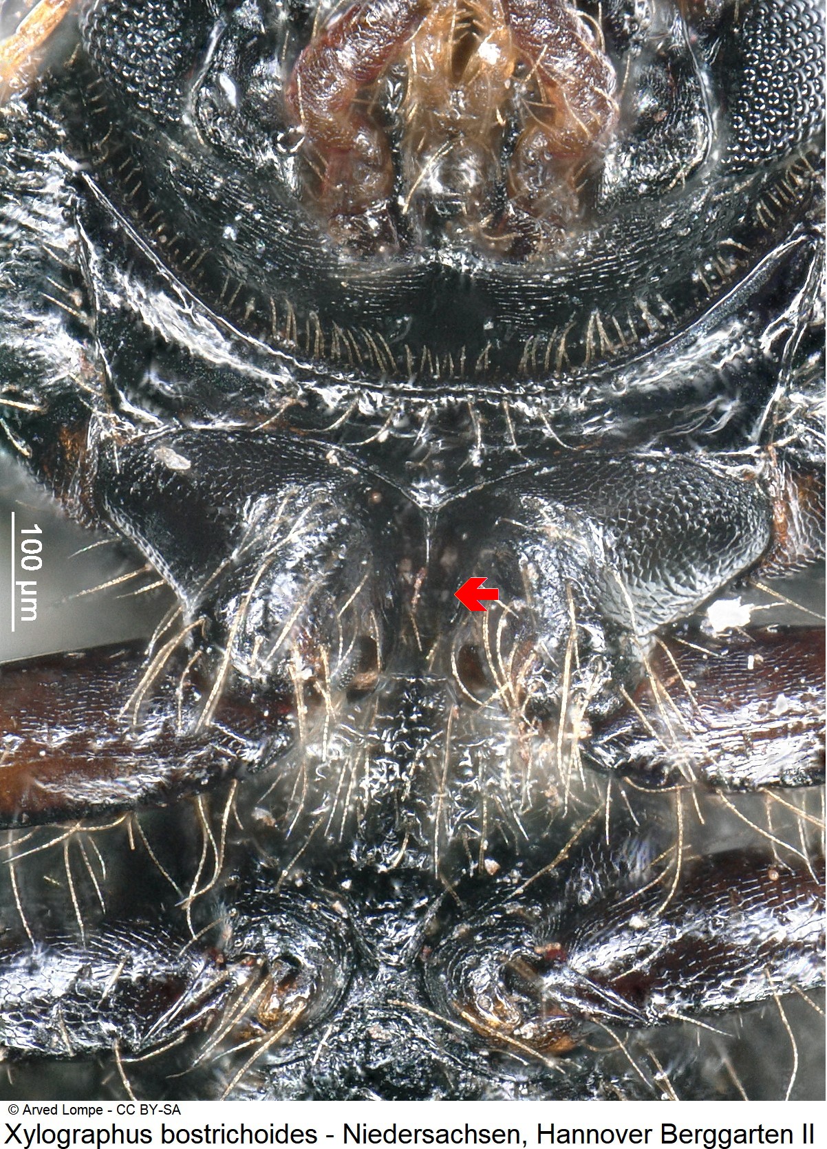 xylographus_bostrichoides_ck36788203_vbr.jpg