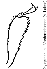 xylographus_vschn.gif