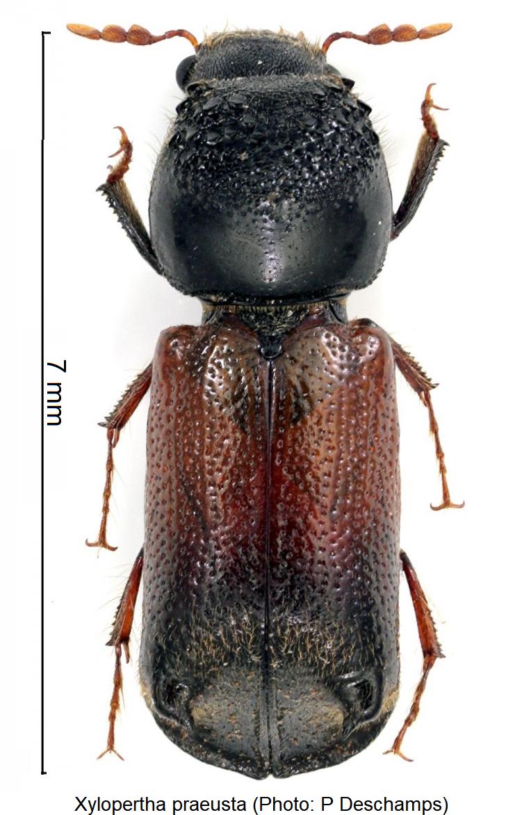 xylopertha_praeusta_hab.jpg