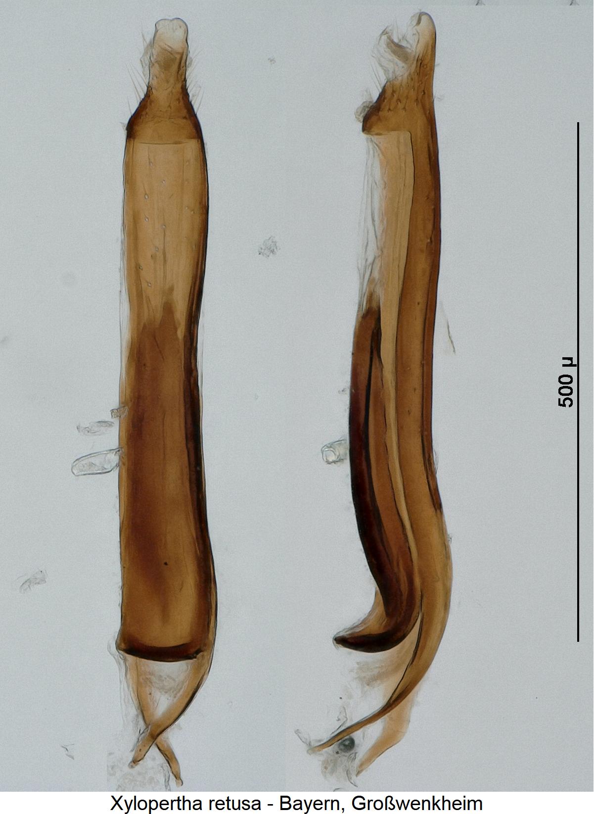 xylopertha_retusa.jpg