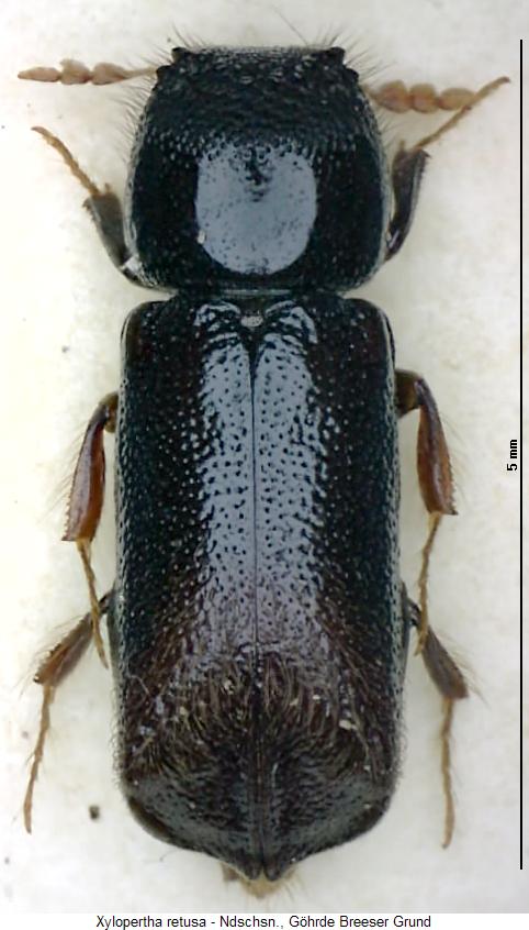 xylopertha_retusa_hab.jpg