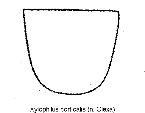 xylophilus_corticalis_scut.gif