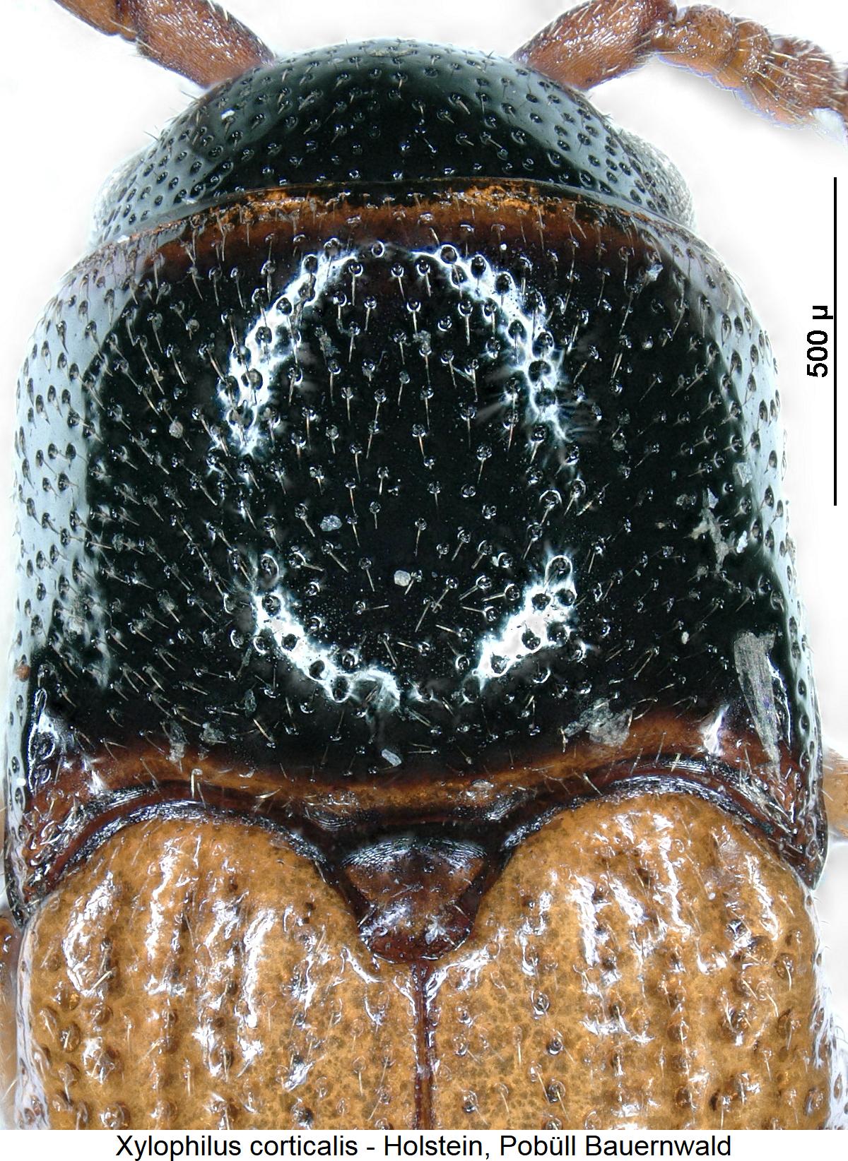 xylophilus_corticalis_vk.jpg