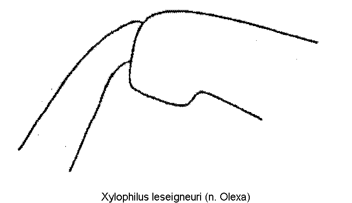 xylophilus_leseigneuri_hschl.gif