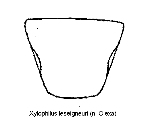 xylophilus_leseigneuri_scut.gif