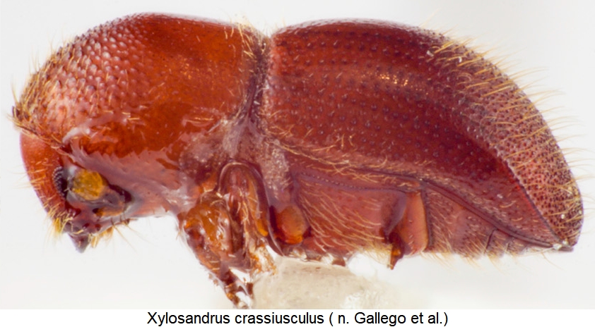 xylosandrus_crassiusculus_sa.jpg