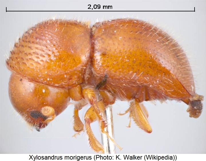 xylosandrus_morigerus_sa.jpg