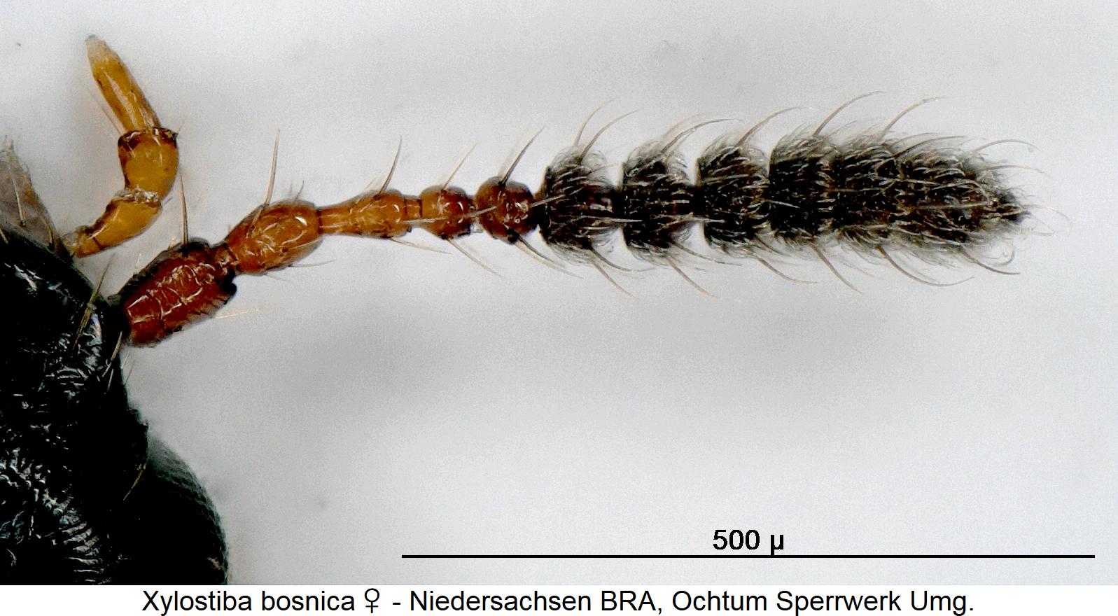 xylostiba_bosnica_w_f.jpg