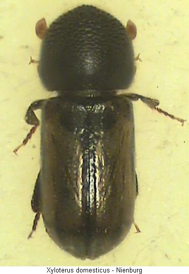 xyloterus_domesticus_hab.jpg