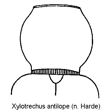 xylotrechus_antilope_hsch.gif