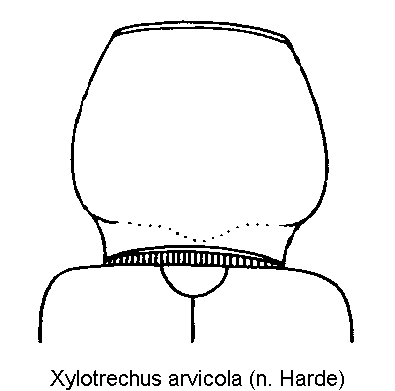 xylotrechus_arvicola_hsch.gif