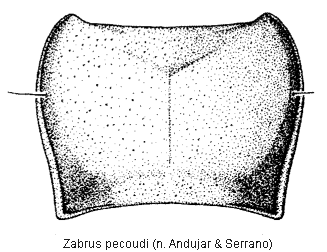 zabrus_pecoudi_hsch_.gif