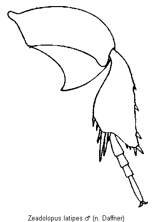 zeadolopus_latipes_hb.gif