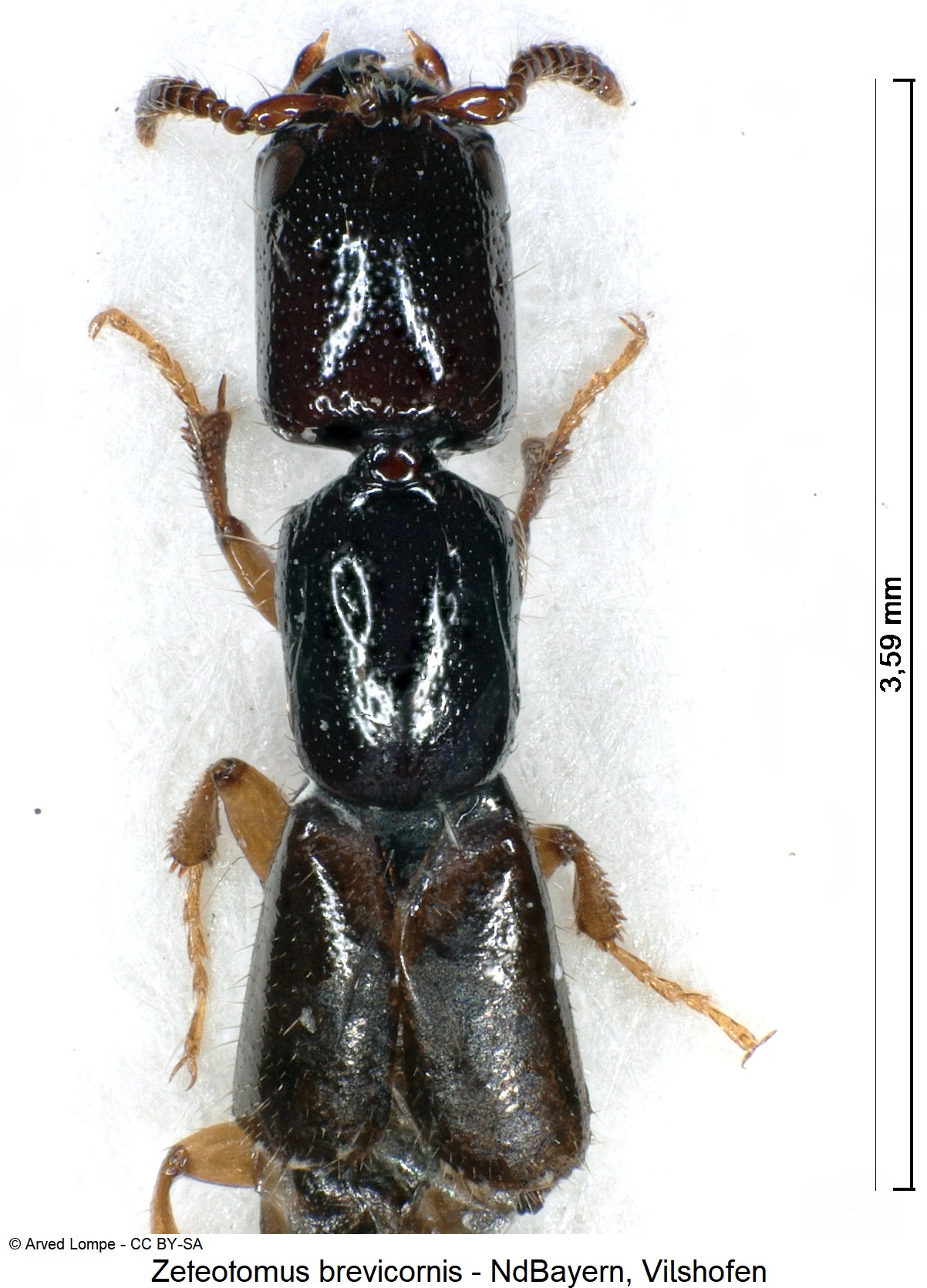 zeteotomus_brevicornis_ck4915_vk.jpg