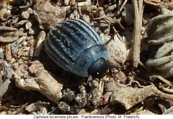 zophosis_plicata_hab.jpg