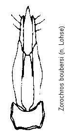 zorochros_boubersi.gif