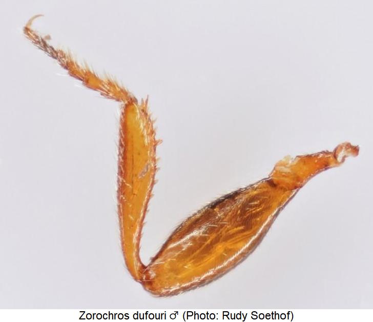 zorochros_dufouri_vschn.jpg