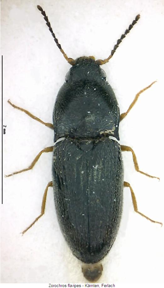 zorochros_flavipes_hab.jpg