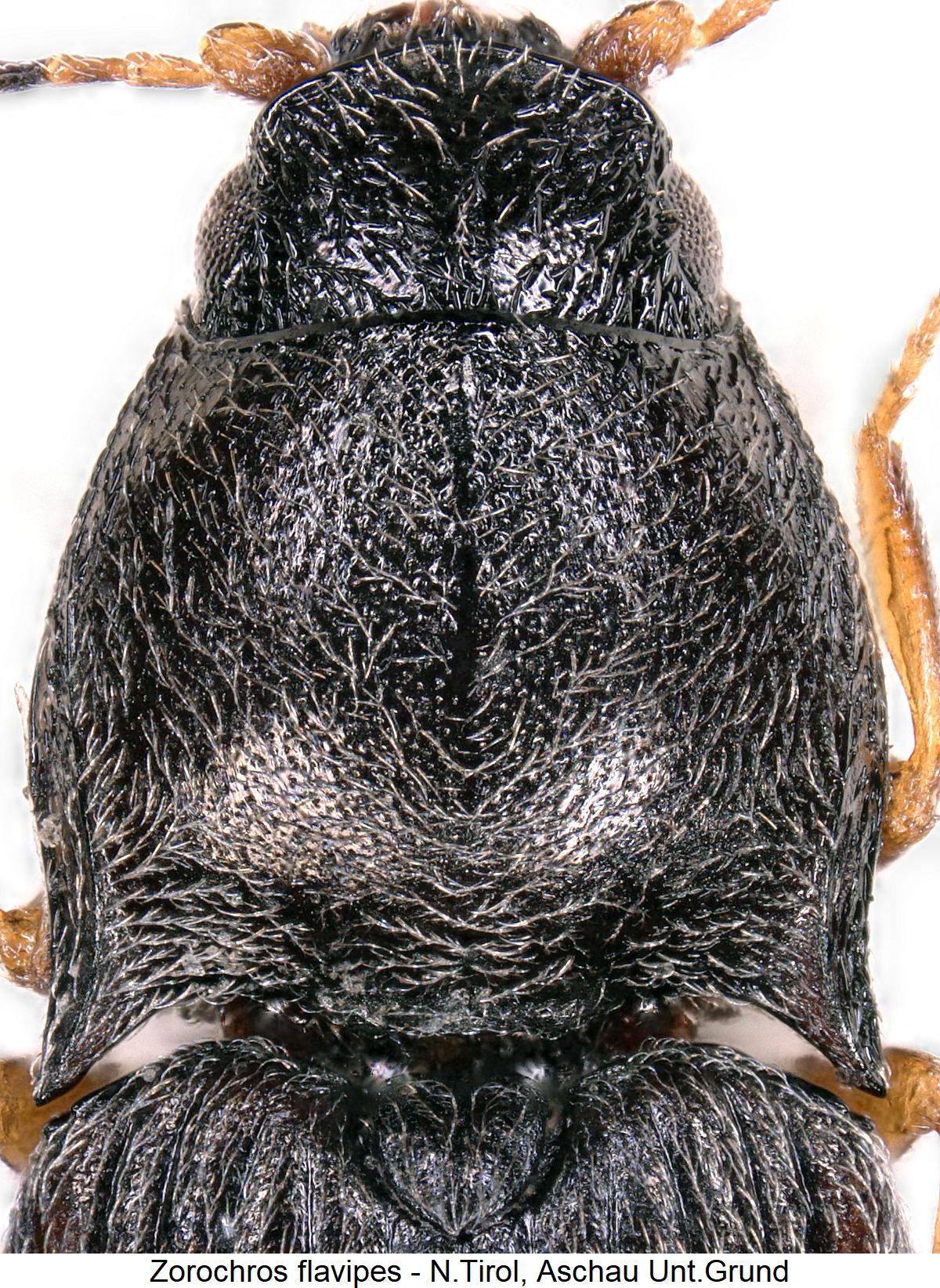 zorochros_flavipes_hsch.jpg
