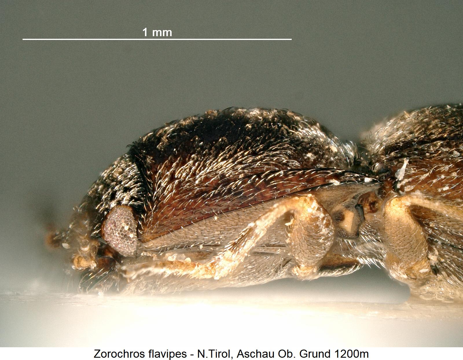 zorochros_flavipes_sa.jpg