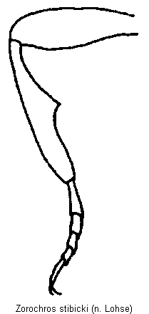 zorochros_stibicki_vb.gif