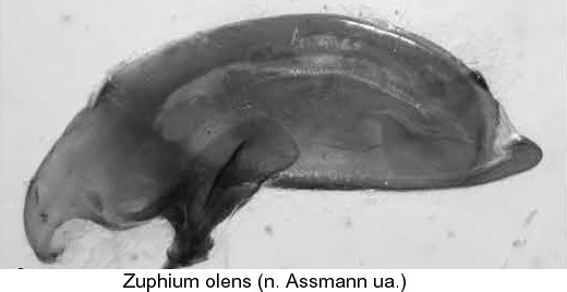 zuphium_olens_aed.jpg